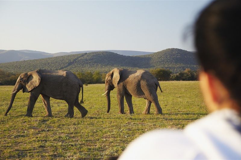 Parc national d'Addo - Afrique du Sud