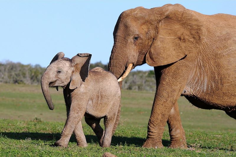 Éléphants - Addo - Afrique du Sud
