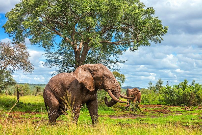 Éléphants au Parc national de Kruger - Afrique du Sud