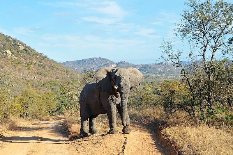 Eléphants dans le Parc National Kruger - Afrique du Sud