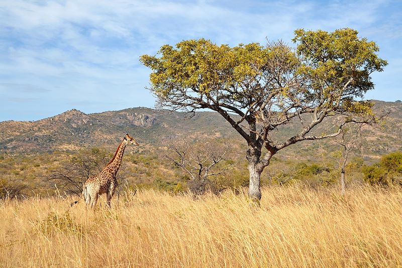 Girafes dans le Parc National Kruger - Afrique du Sud