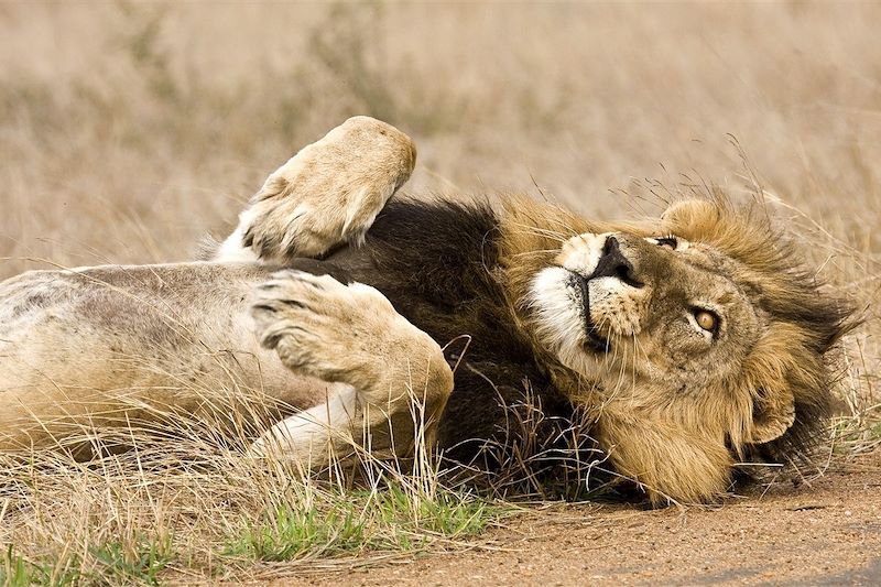 Lion - Parc national Kruger - Afrique du Sud