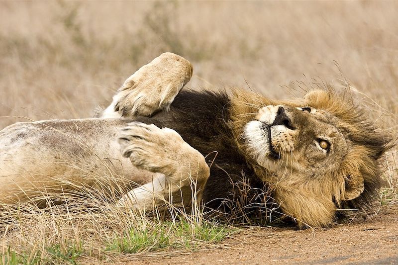 Lion - Parc national Kruger - Afrique du Sud