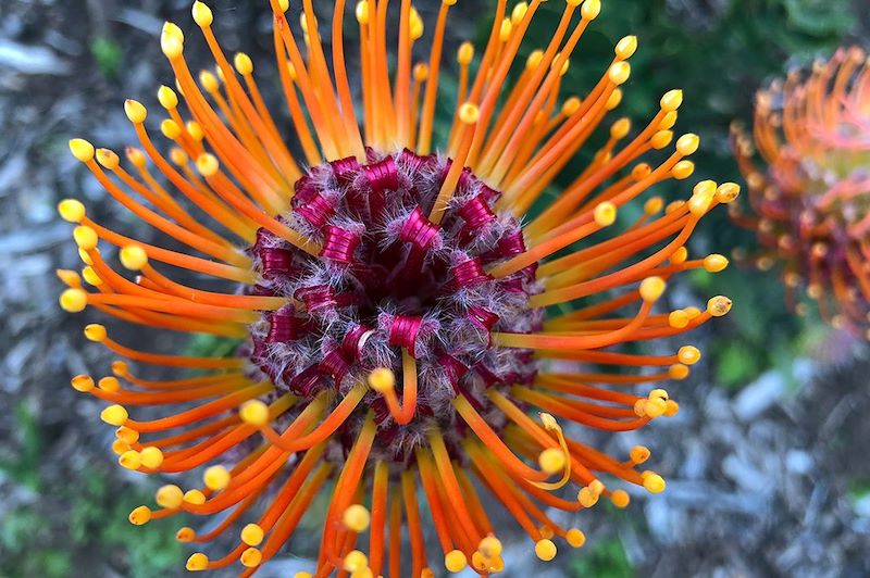Protea orange - Jardin botanique de Kirstenboch - Afrique du Sud