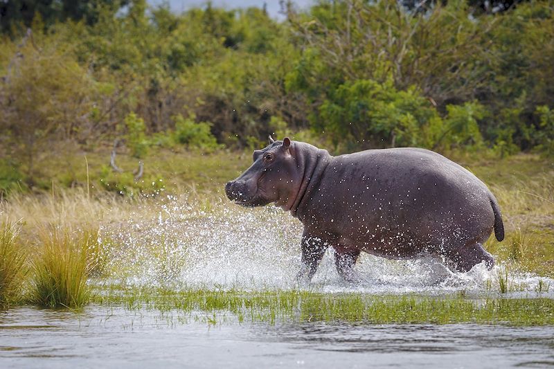 Hippopotame - Lower Zambezi National Park - Zambie