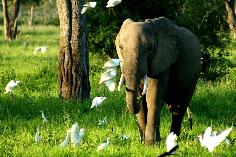 Elephant - Zambie