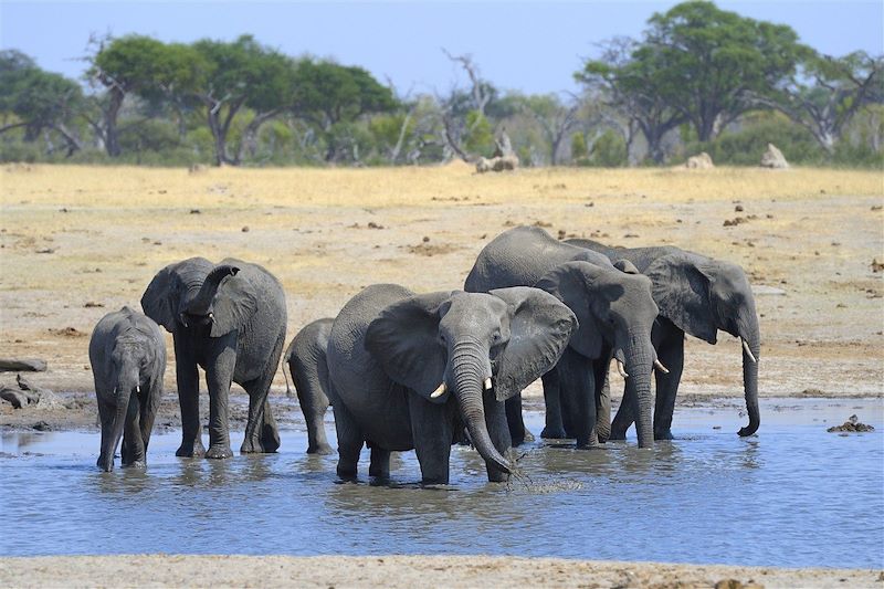 Safari dans le parc national Hwange - Province de Matabeleland septentrional - Zimbabwe