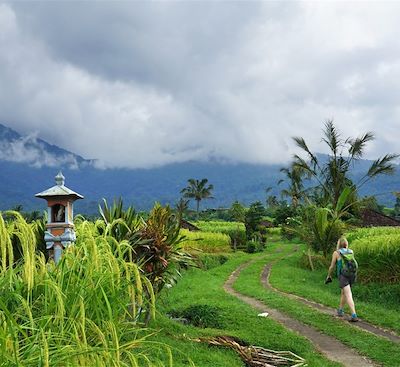 Grand tour de l’île d'est en ouest, version dynamique, incluant tous les incontournables : rizières, forêts, volcans, temples…