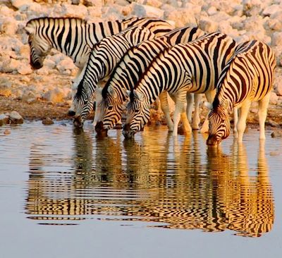 Voyage Famille Namibie: Les incontournables: croisière dauphins, safaris, désert, montagnes, peuple himba, centre des guépards...