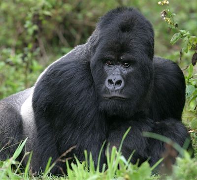 Voyage safari Rwanda: observation des gorilles dans les Virungas, chimpanzés et colobes du parc de Nyungwe et Lac Kivu