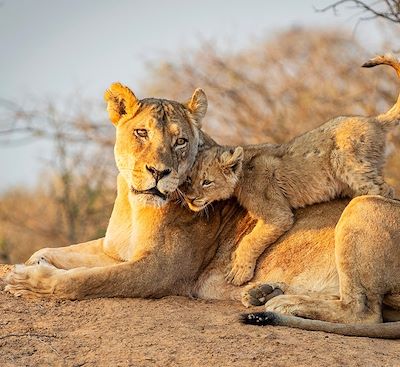Safaris et découvertes en famille des plus beaux endroits d’Afrique du Sud du Cap à Johannesburg