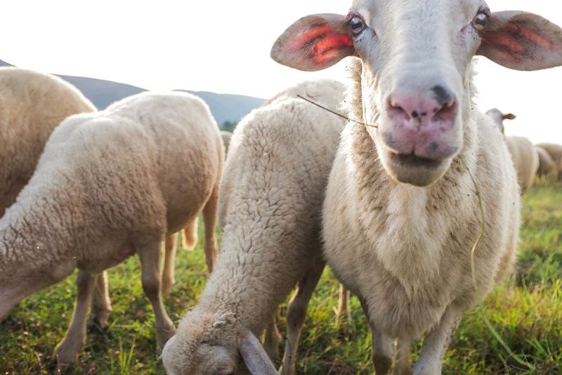 Moutons en Albanie