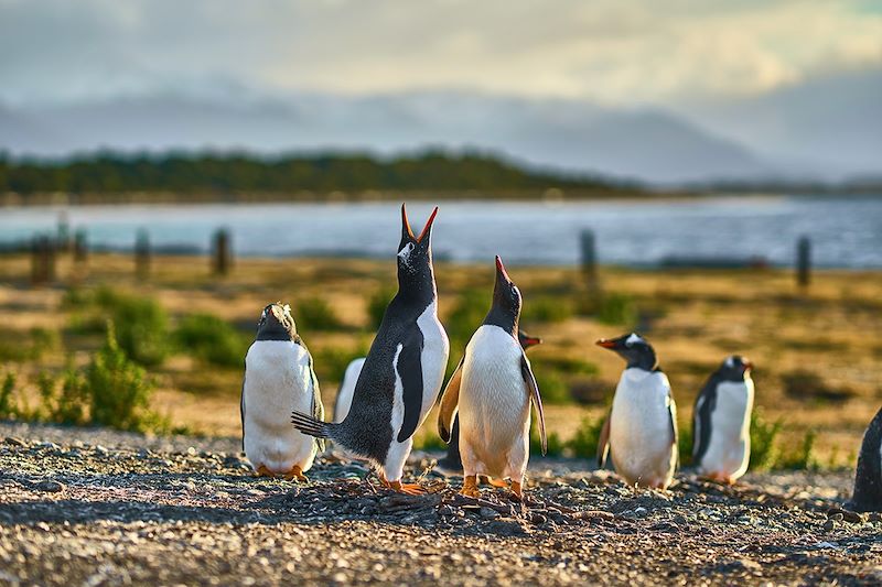 Colonie de pingouins dans le canal Beagle près d'Ushuaïa - Argentine