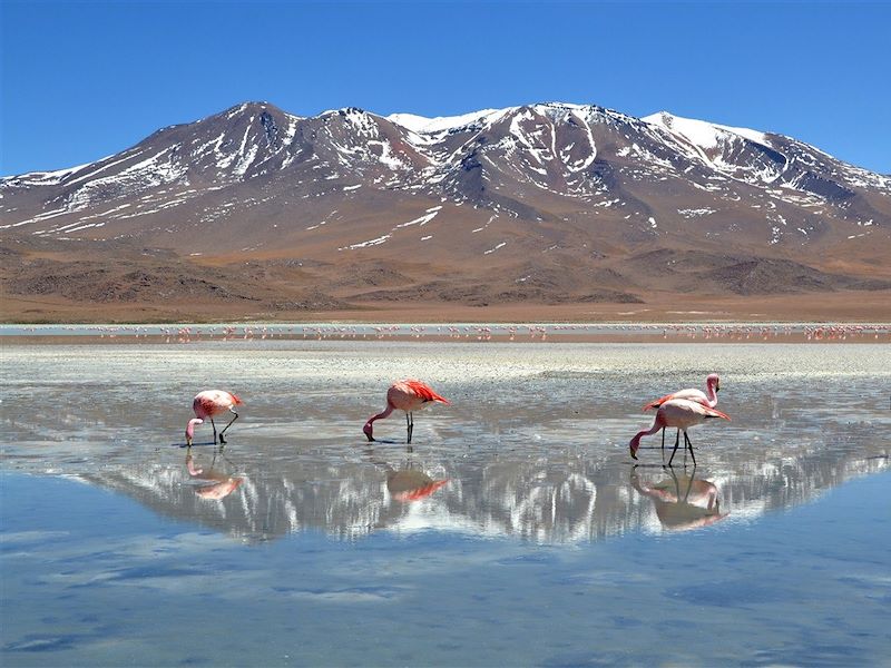Lagune aux flamants rose - Salar de Uyuni - Bolivie