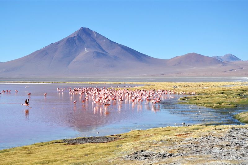 Laguna Colorada - Sud Lipez - Bolivie