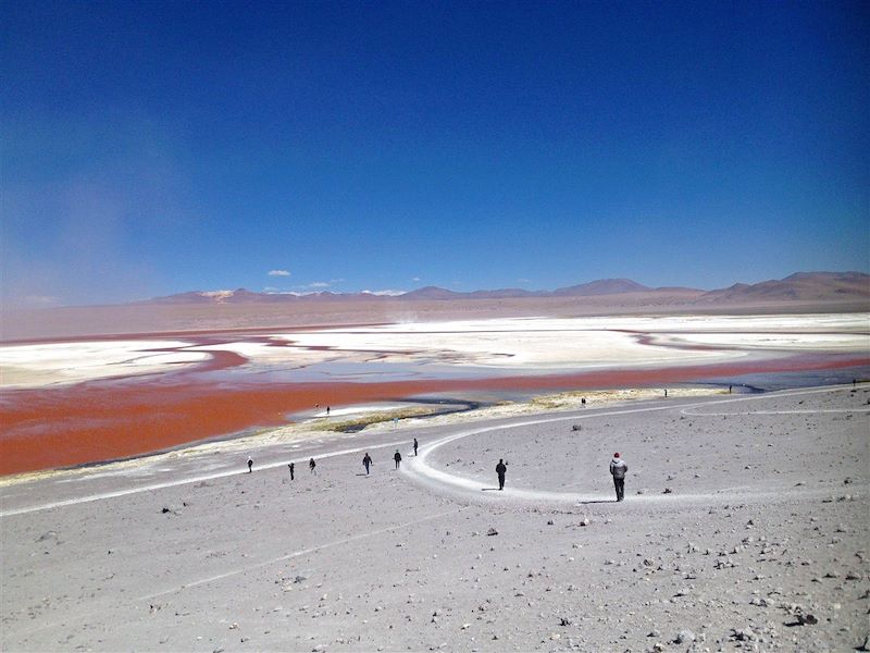 Laguna Colorada - Réserve nationale de faune andine Eduardo Avaroa - Province de Sud Lípez - Département de Potosí - Bolivie