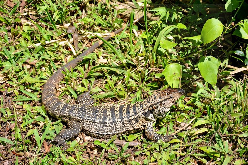 Iguane dans le parc national des chutes d'Iguazu - Province de Misiones - Argentine