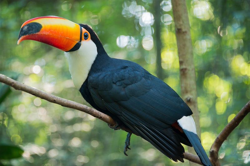 Toucan toco au parc national d'Iguaçu - État du Paraná - Brésil 