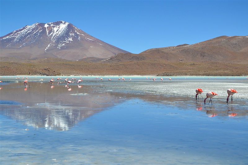 Laguna Colorada - Province de Sud Lípez - Bolivie