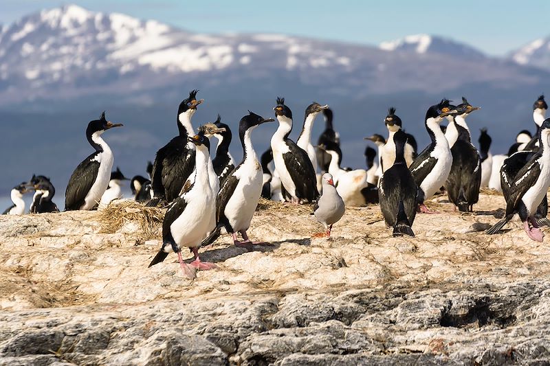 Colonie de cormorans dans le canal Beagle près d'Ushuaïa - Argentine