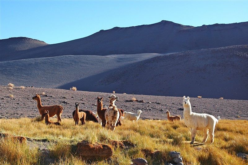 Lamas - Quebrada de las Conchas - Cafayate - Province de Salta - Argentine