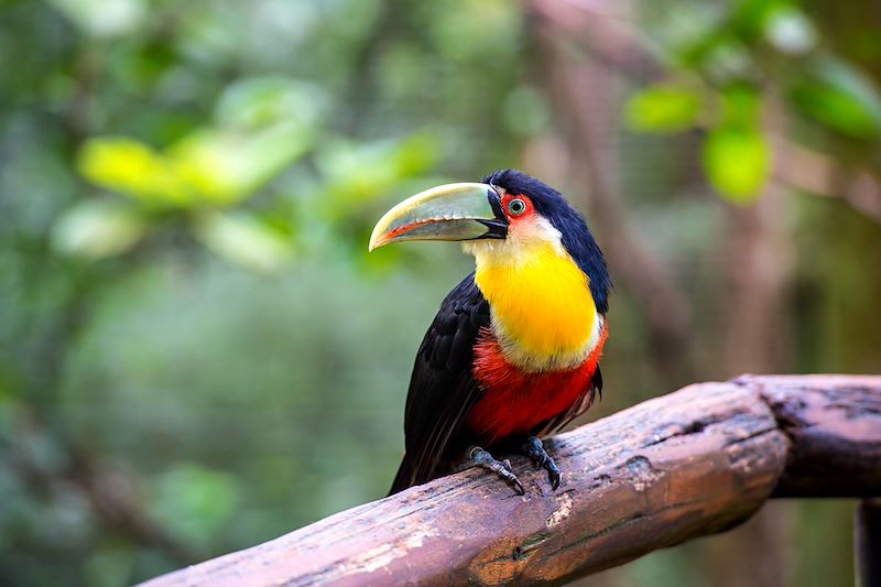 Toucan au Parc national d'Iguazú