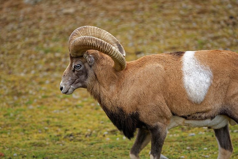 Mouflon arménien - Arménie