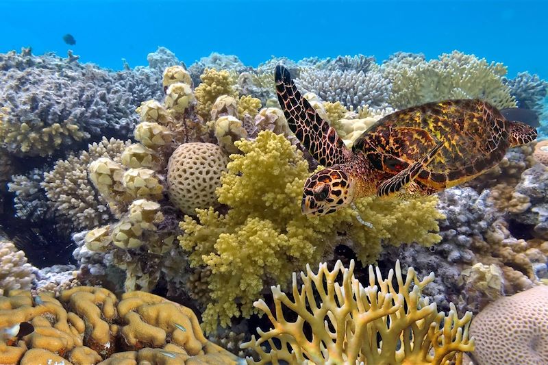 Tortue verte - Grande Barrière de Corail - Australie