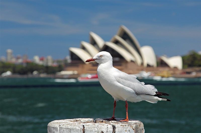 Goéland argenté devant l'Opéra House - Sydney - Australie