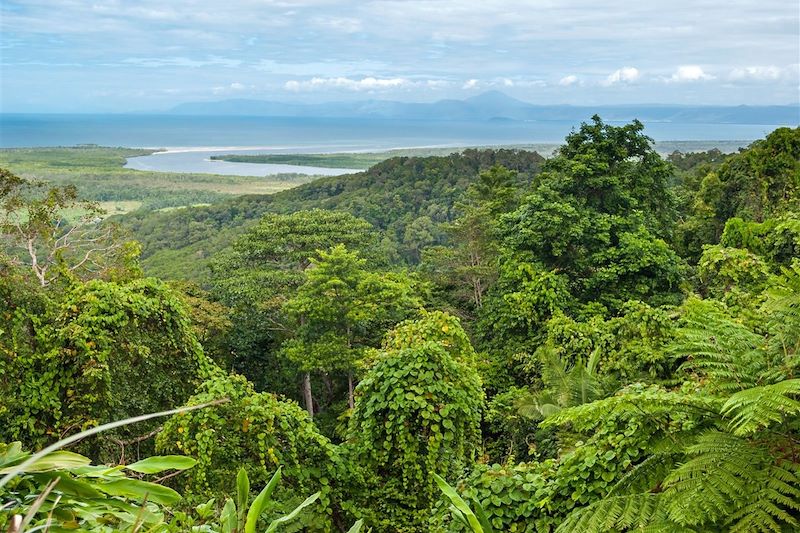 Parc National de Daintree - Cap Tribulation - Australie