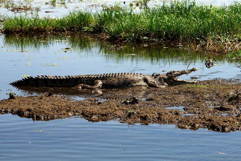 Crocodile dans le parc national de Kakadu - Australie