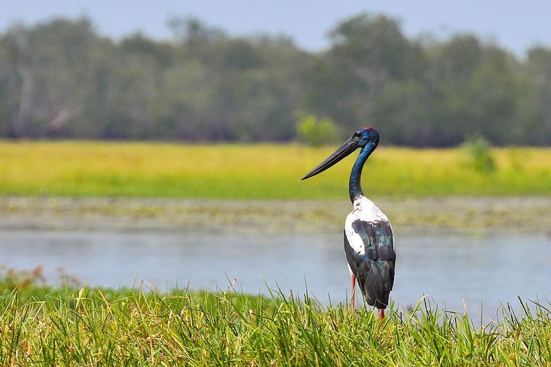 Jabiru d'Asie - Australie