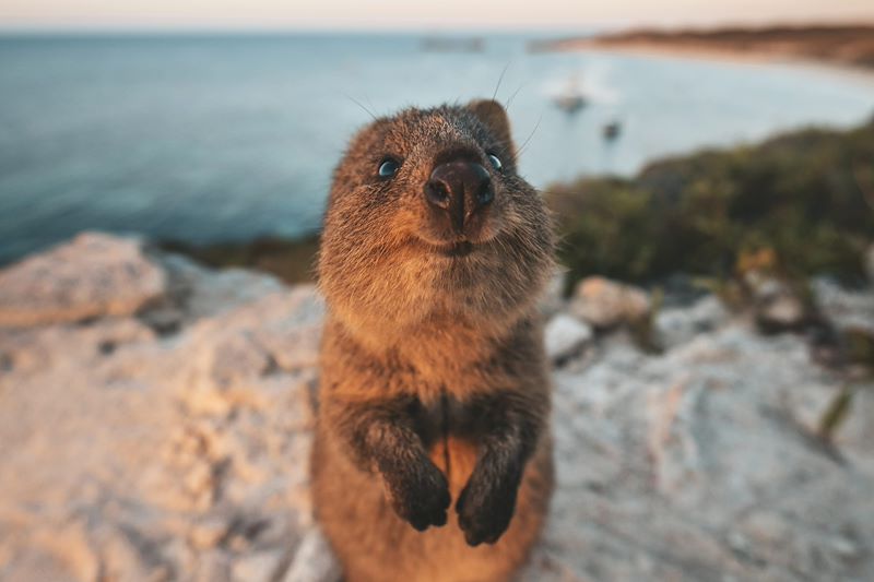 Quokka à Rottnest Island - Australie-Occidentale - Australie