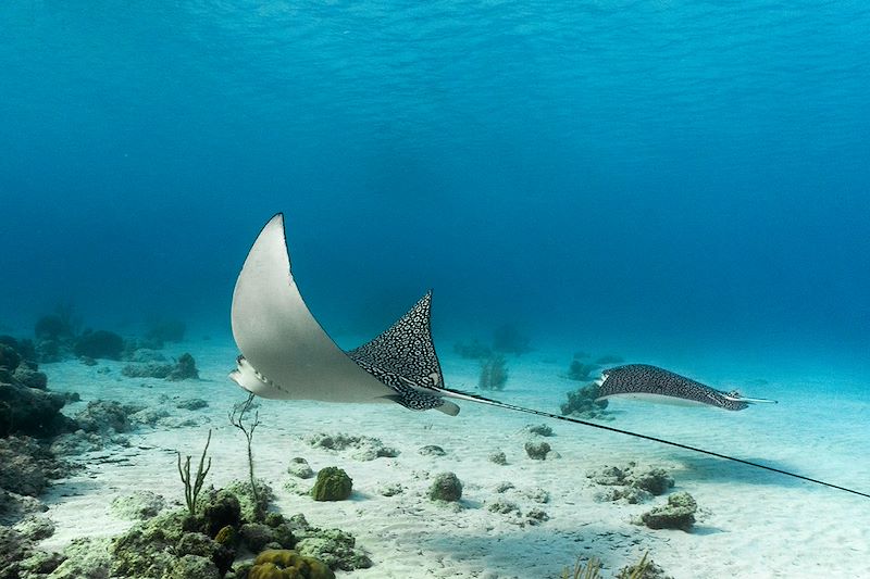 Raie Myliobatidae