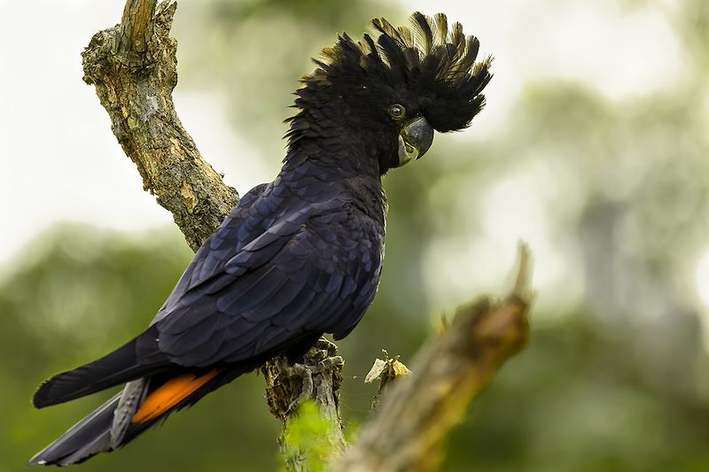 Cacatoès noir à queue rouge - Australie