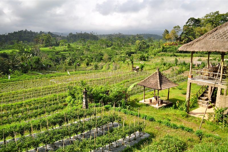 Paysage de Sidemen Road - Bali - Indonésie