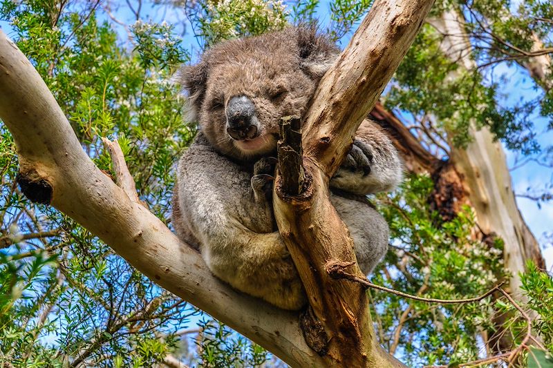 Koala endormi dans un arbre - Australie