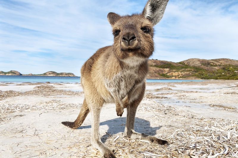 Kangourou sur une plage de l'île Kangourou - Australie