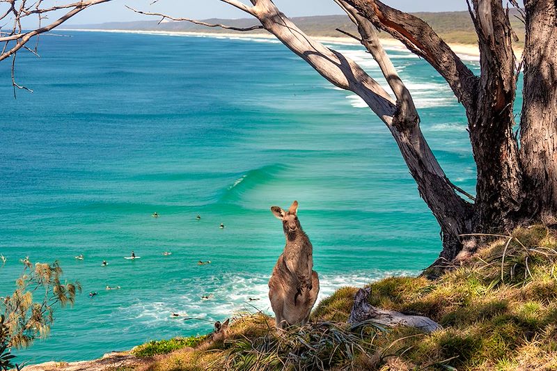 Kangourou sur l'île Stradbroke-Nord - Australie