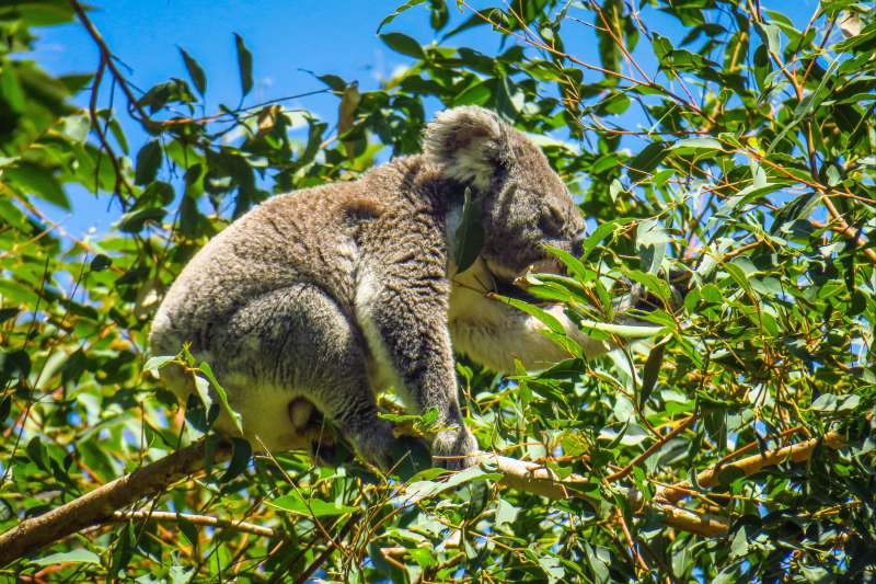Koala dans le Parc National de Noosa - Australie