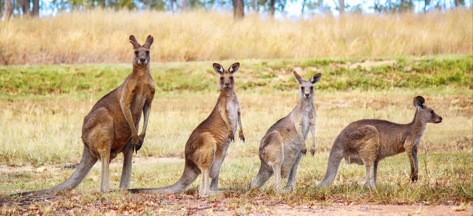 Voyage en véhicule : Au pays des kangourous en famille