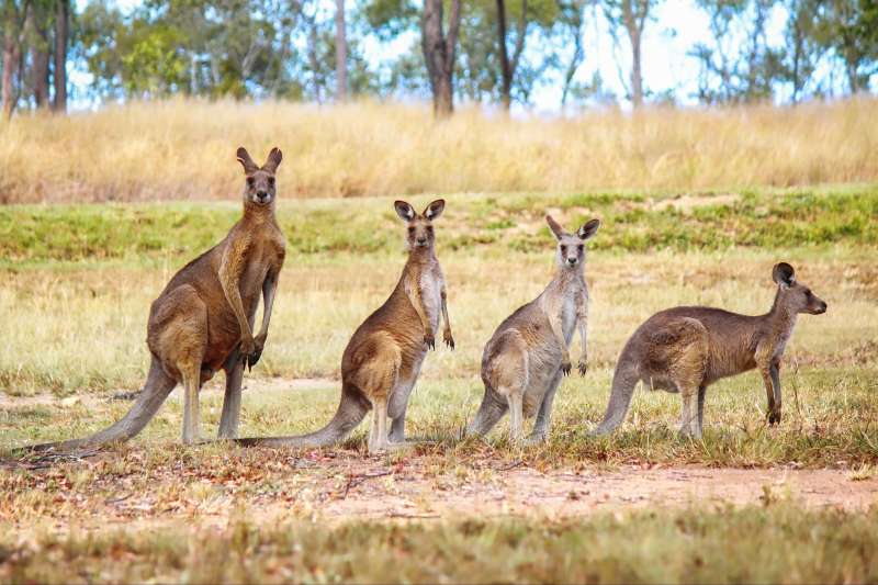 Au pays des kangourous en famille