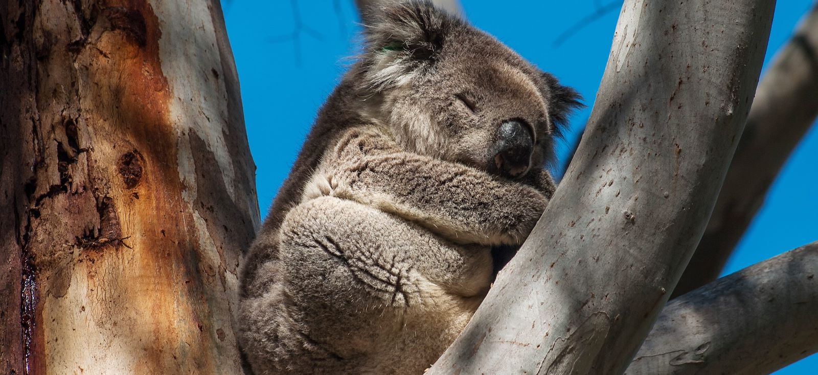 Image A la conquête de l'est australien !