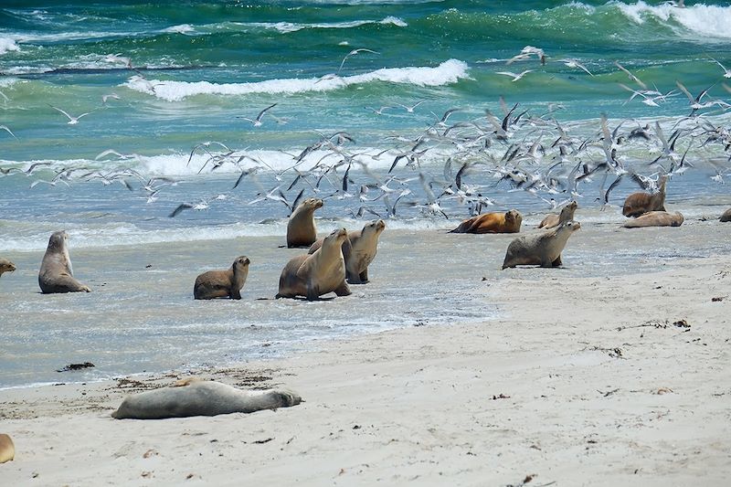 Otaries et golélands sur une plage de l'île Kangourou - Australie