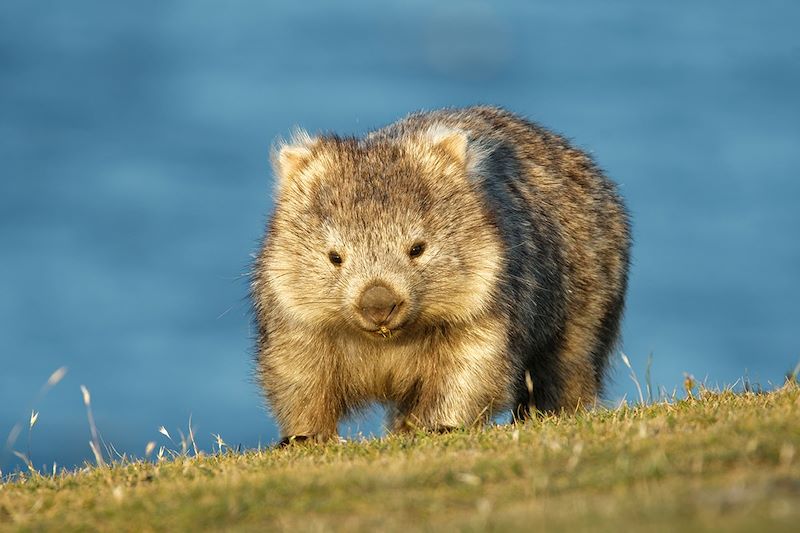 Wombat commun - Tasmanie - Australie