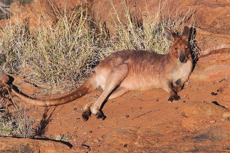 Kangourou dans la région d'Alice Springs - Australie