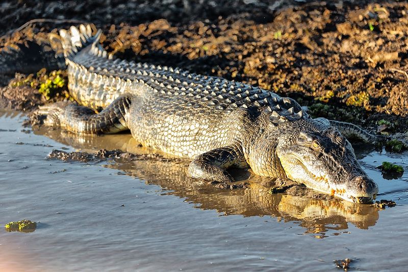 Crocodile - Australie