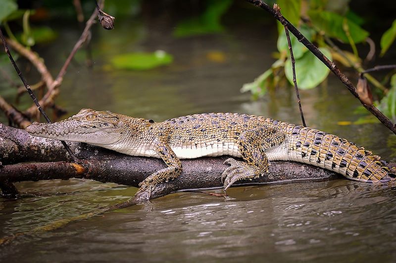 Crocodile dans la forêt de Daintree - Queensland- Australie