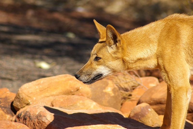 Dingo - Kings Canyon - Parc National de Watarrka - Australie