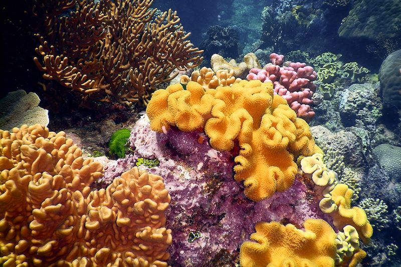 Grande Barrière de Corail - Australie